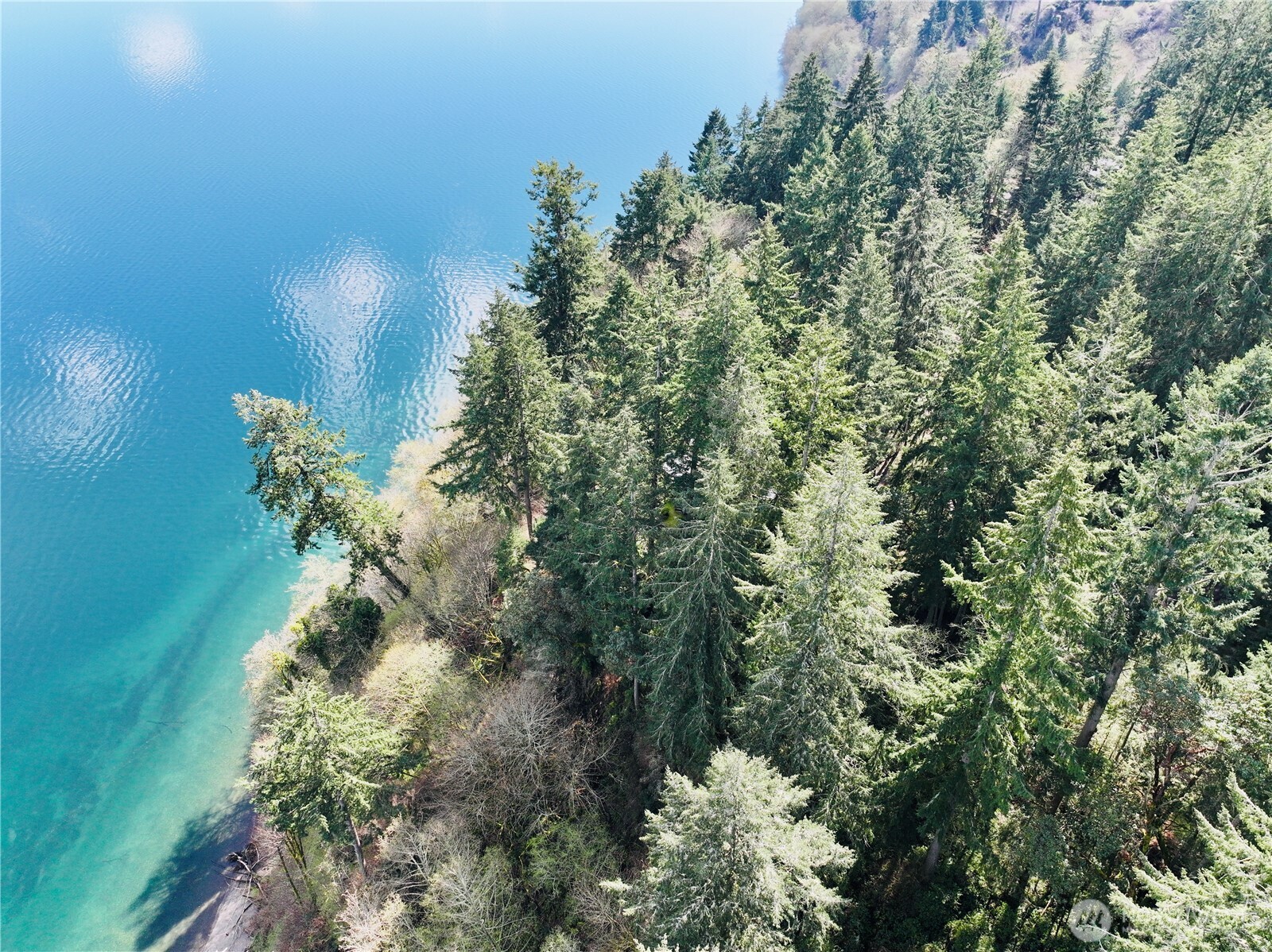 Aerial view of a wooded waterfront property with dense evergreens along turquoise water.