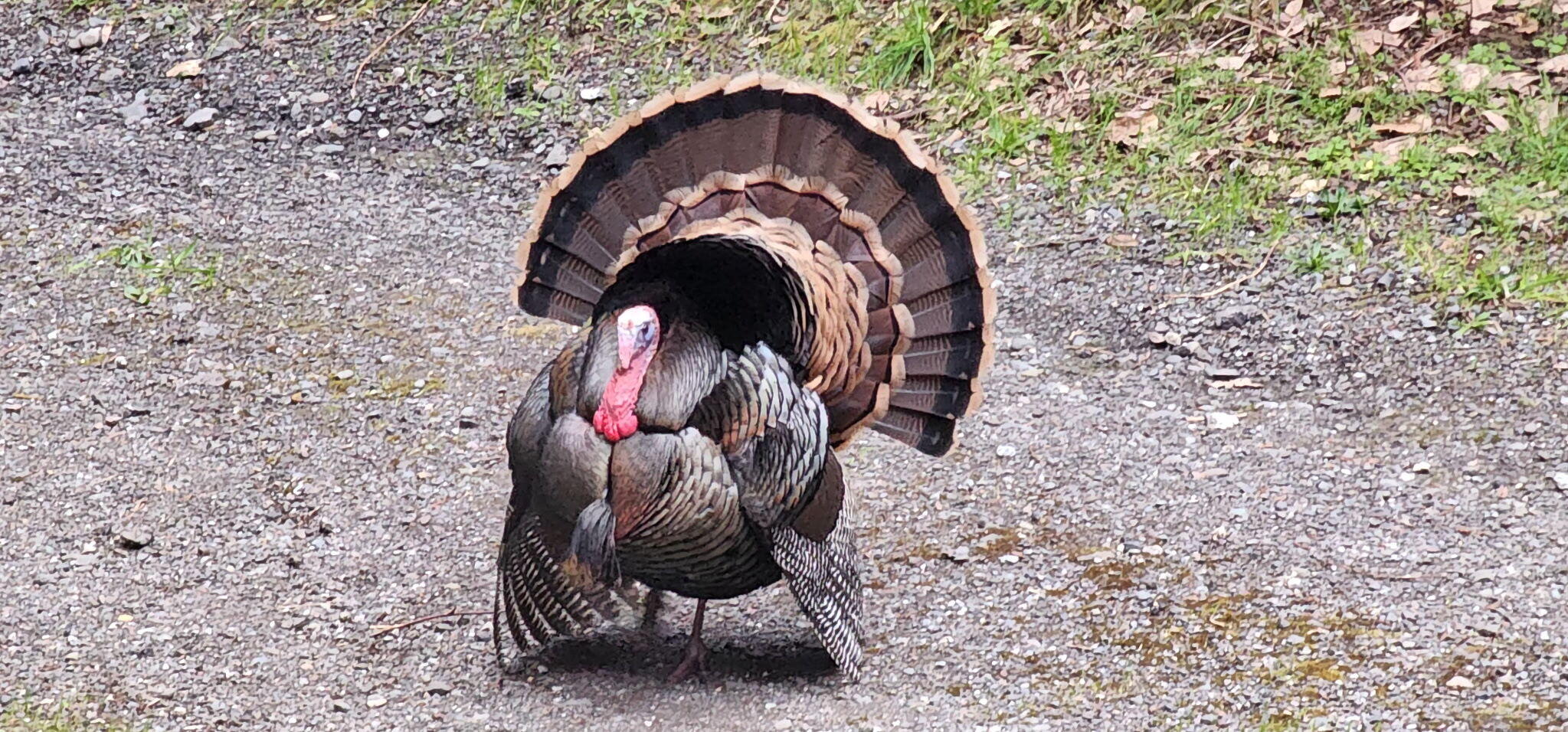 3924 Old Railroad Grade Road