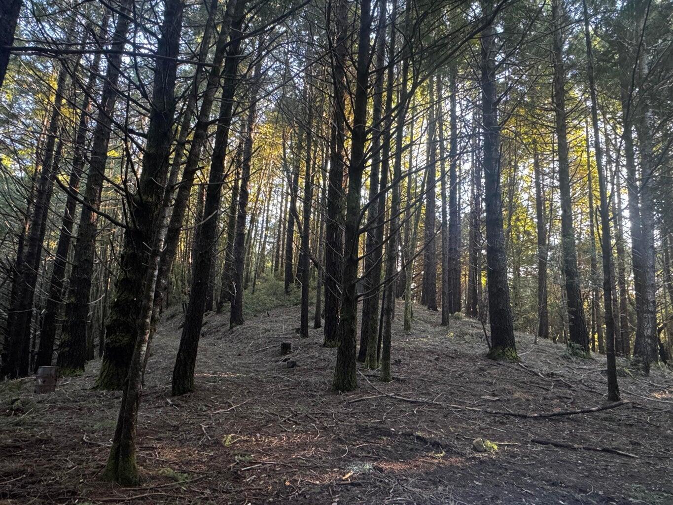 +/- 72 Acres Goodman Ranch Road
