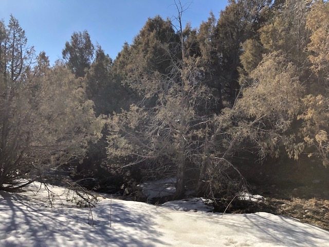 7.97 Acres CR 300