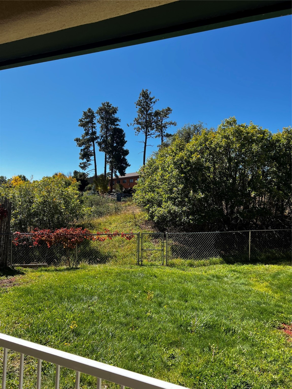 Backyard with a green lawn, chain-link fence, dense shrubs, and tall pines.