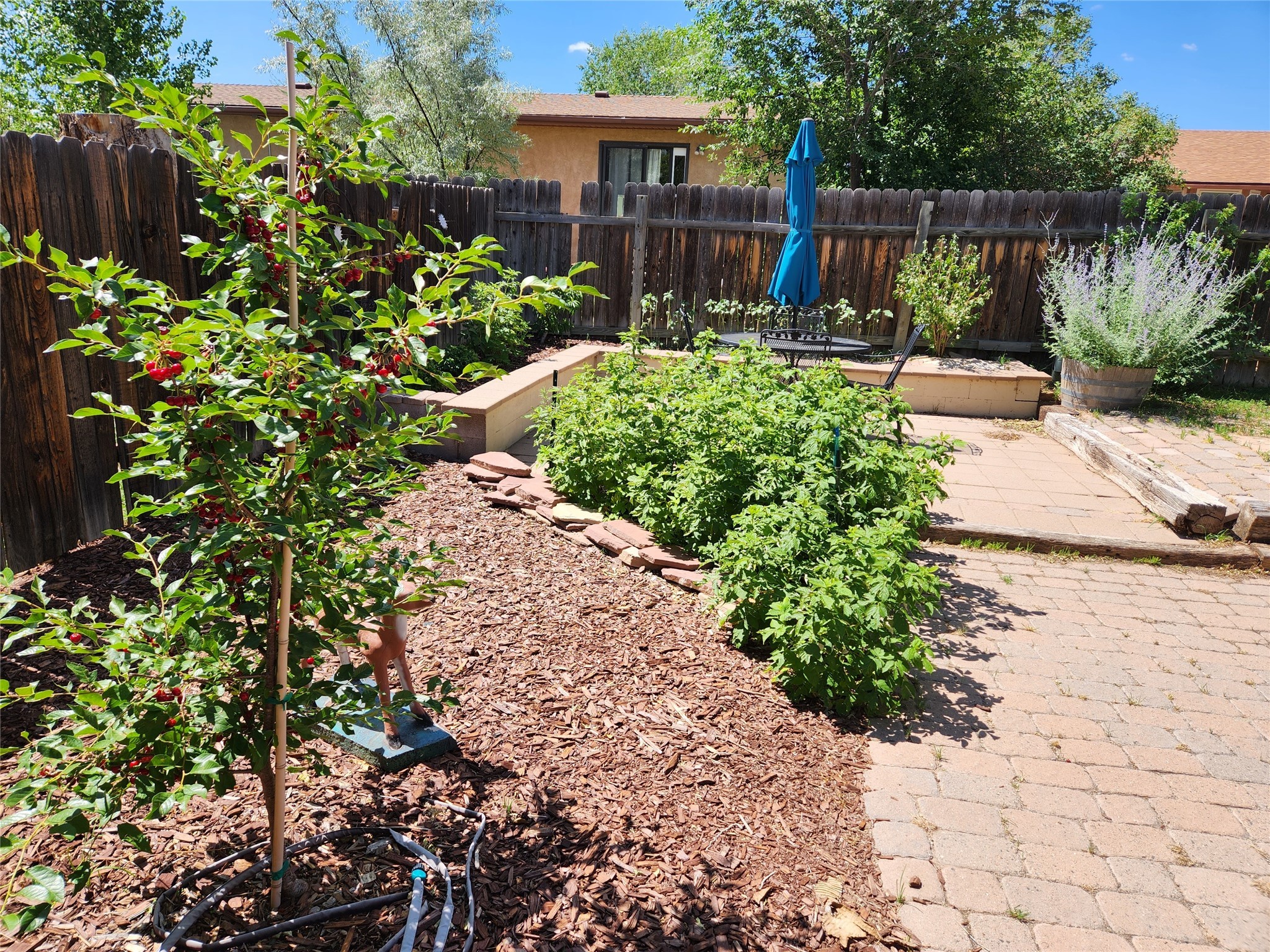 Backyard garden with raised beds, a cherry tree, and a paved patio beneath a blue umbrella.