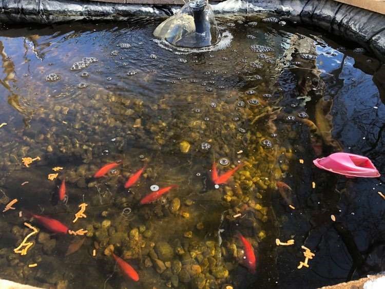Outdoor pond with orange koi swimming among rocks and bubbles from a small fountain.