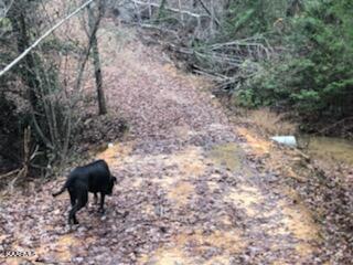 Sexton Loop / Copperhead Rd