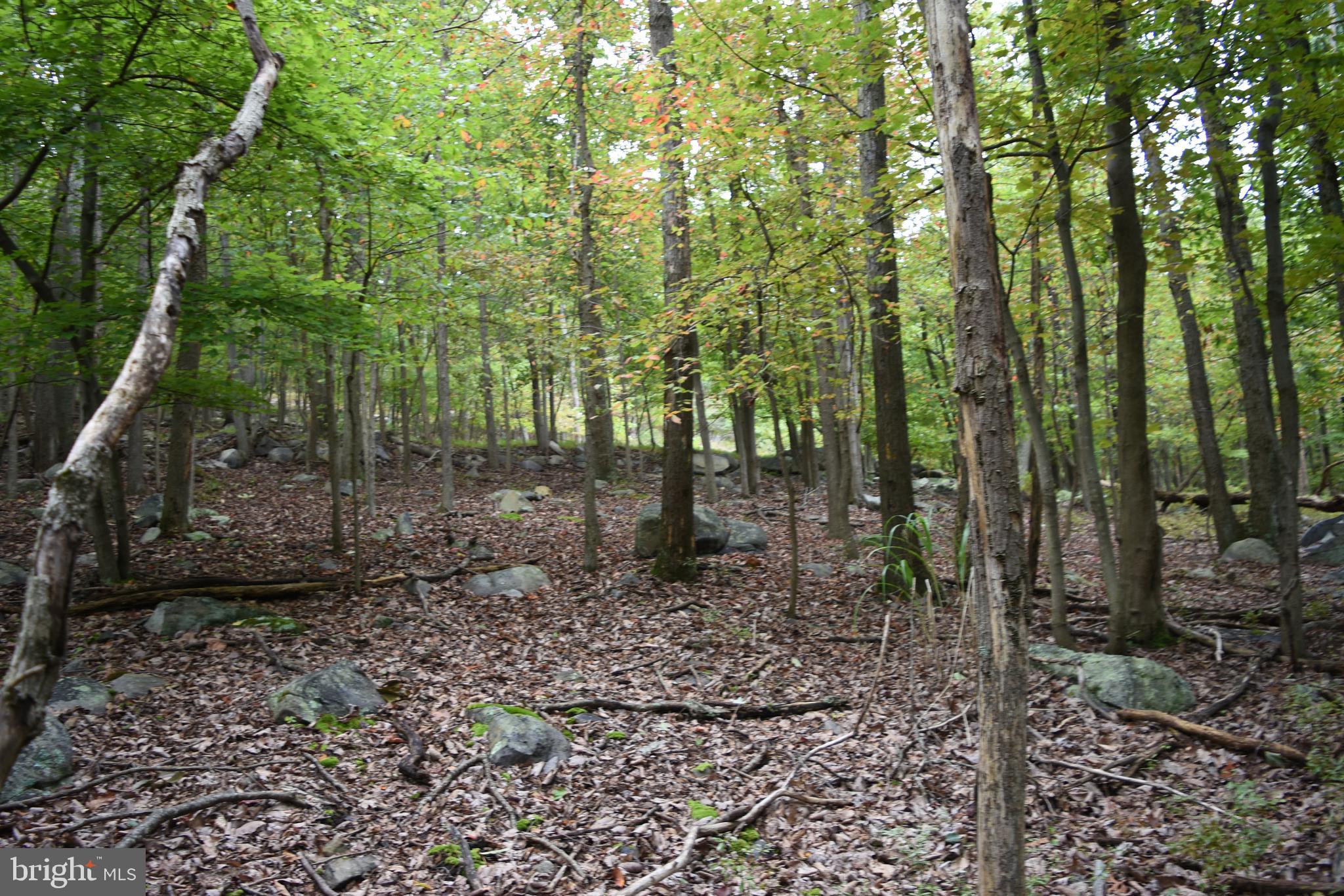 Black Bear Trl