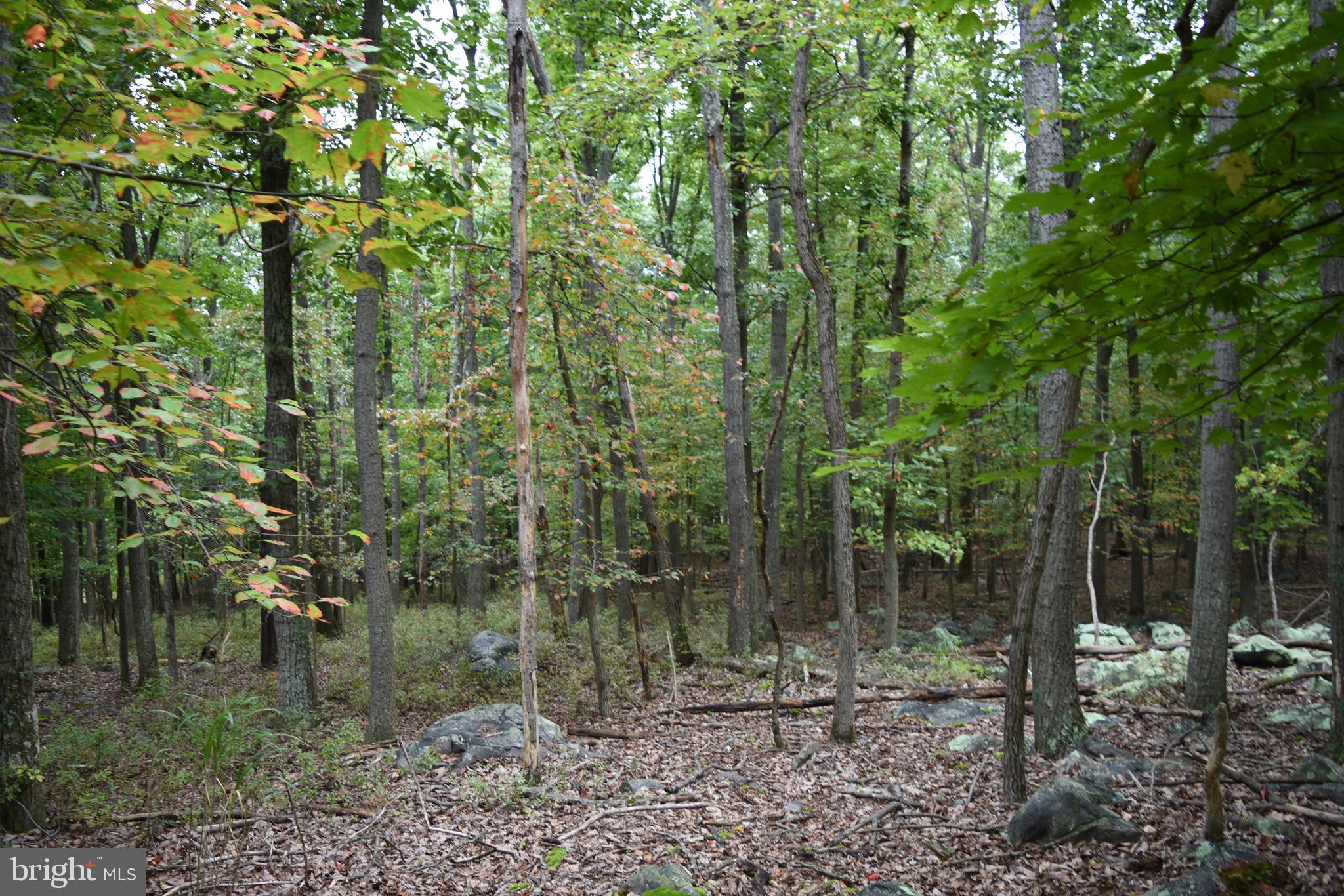Black Bear Trl