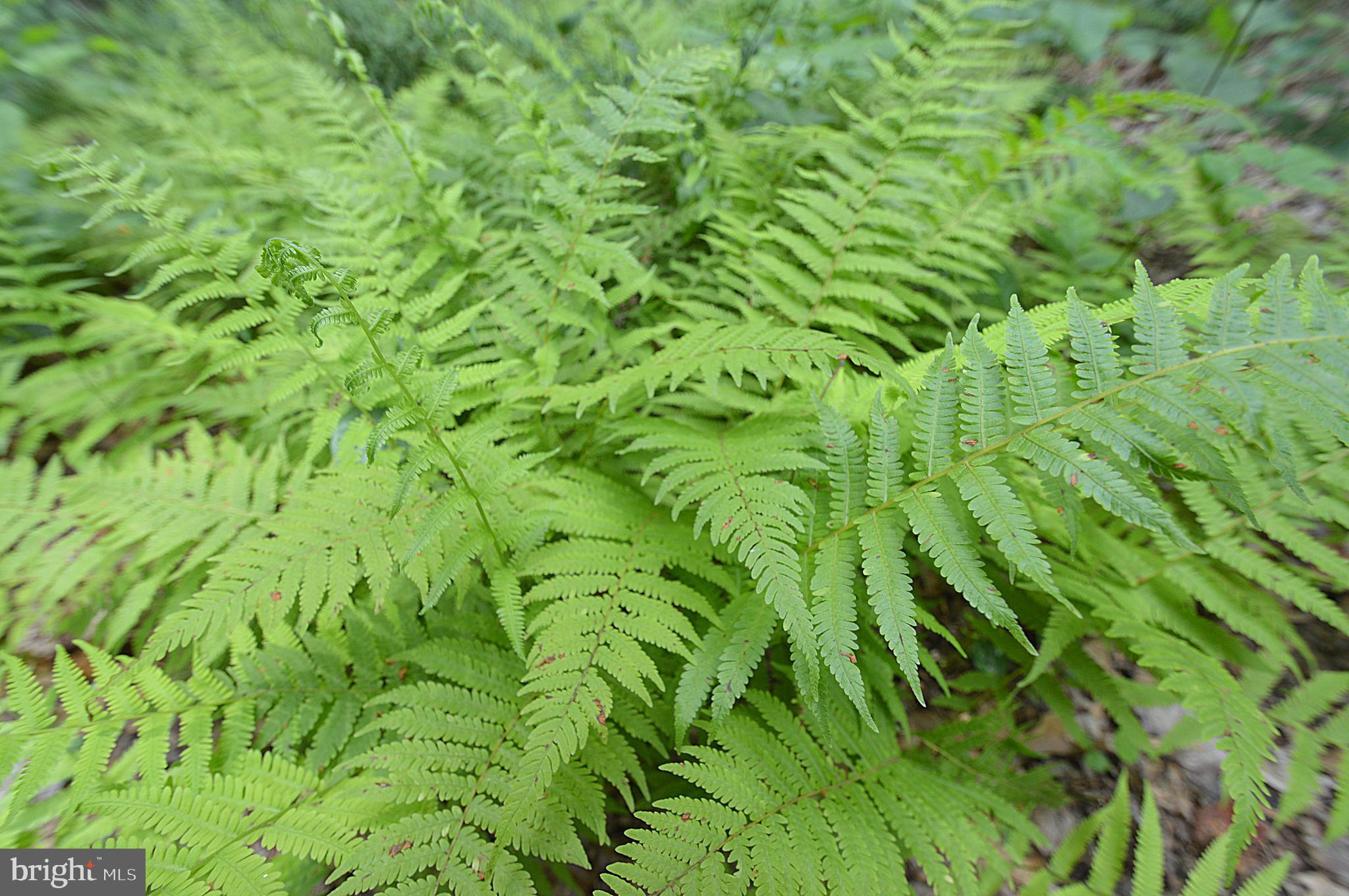 1220 Mountainside Rd