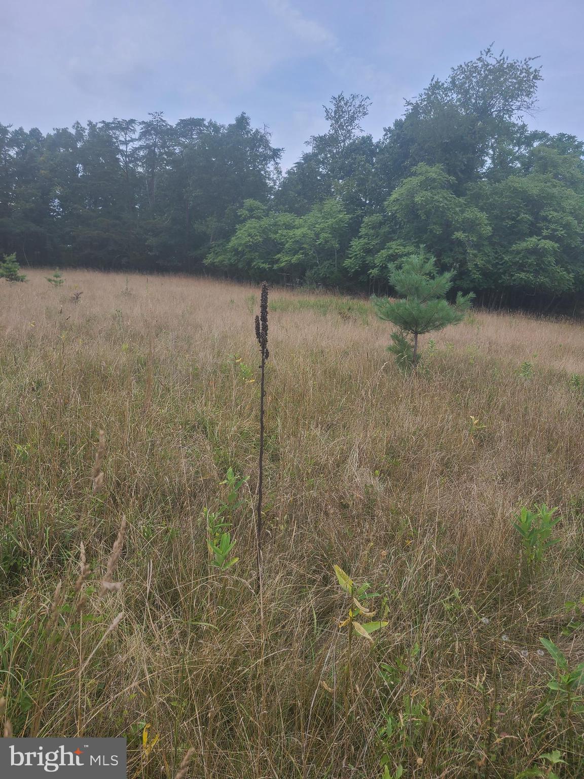 Husk Trail