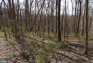 Lot 4 Spicy Cedar