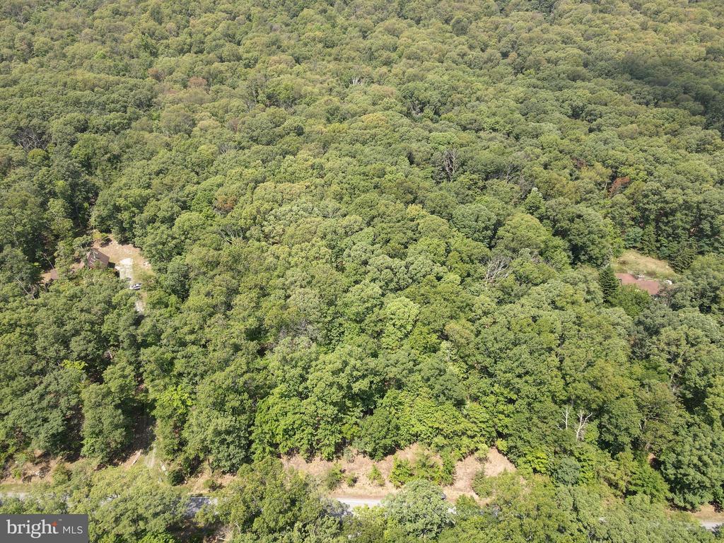 Honey Locust Ln
