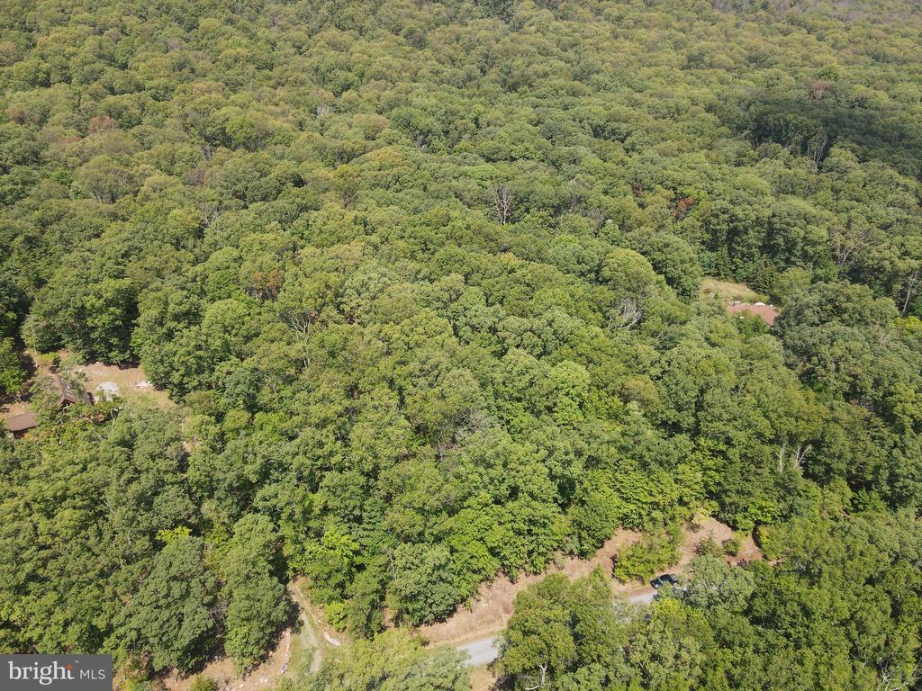 Honey Locust Ln