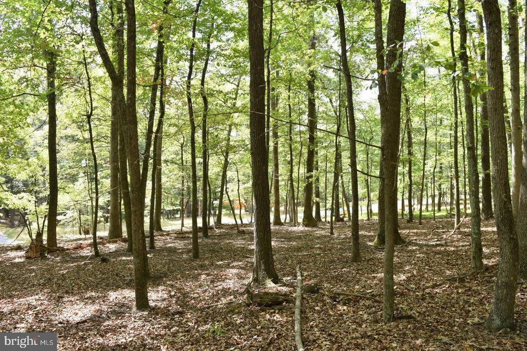 Honey Locust Ln