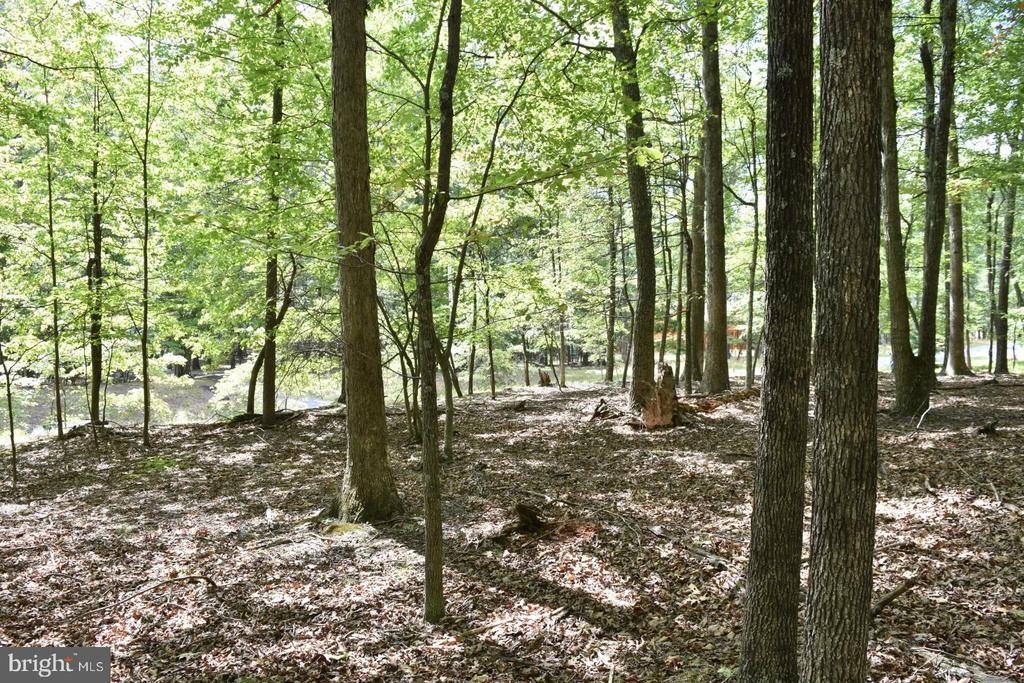Honey Locust Ln