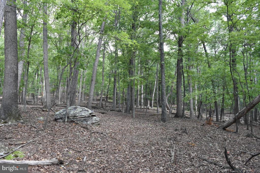 Honey Locust Ln