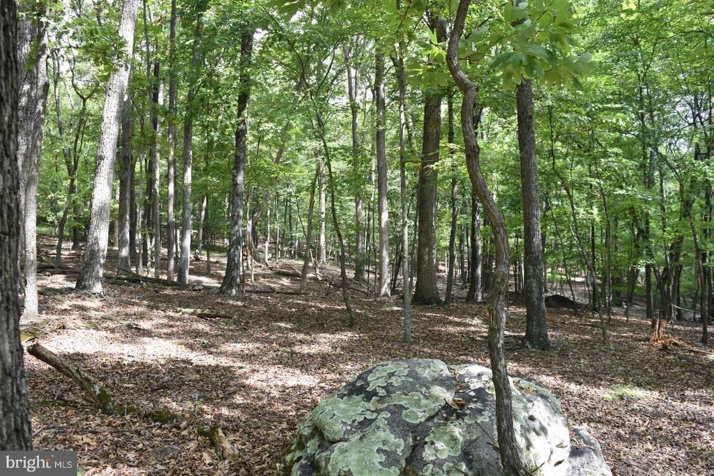 Honey Locust Ln