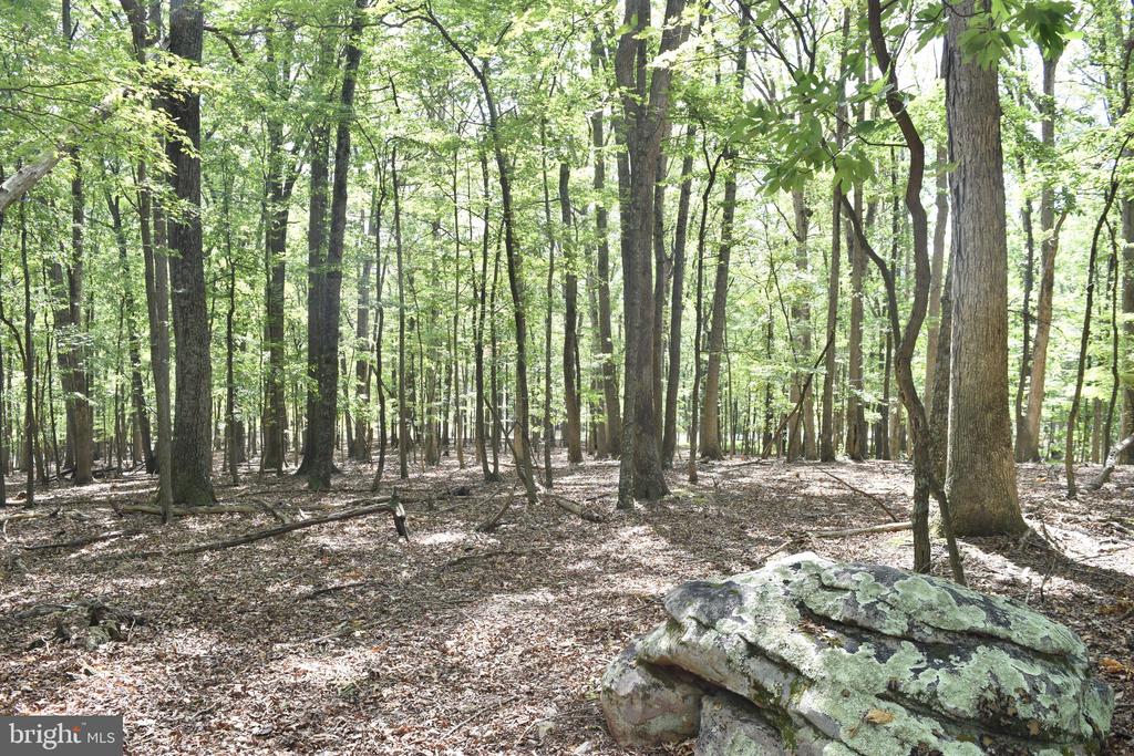 Honey Locust Ln