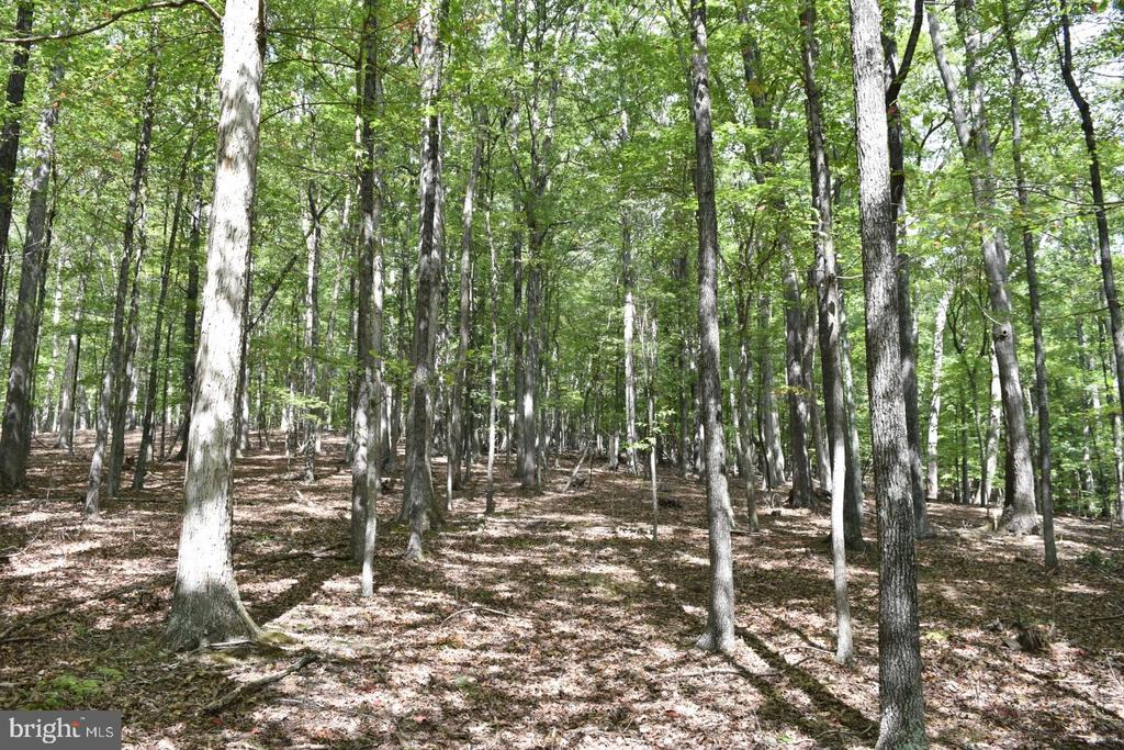 Honey Locust Ln