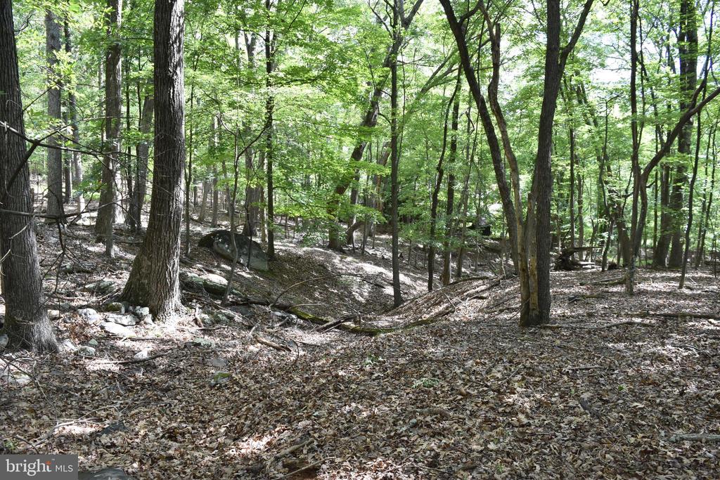 Honey Locust Ln