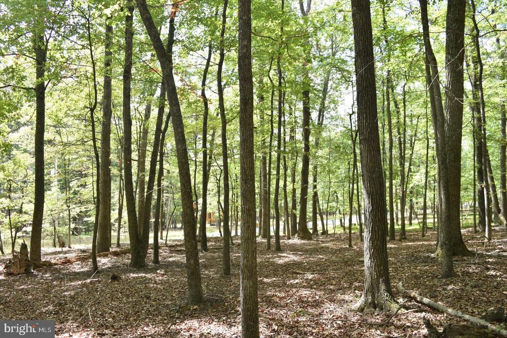 Honey Locust Ln