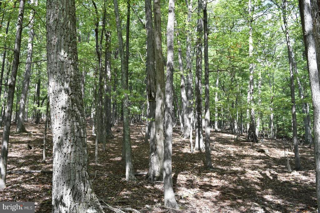 Honey Locust Ln