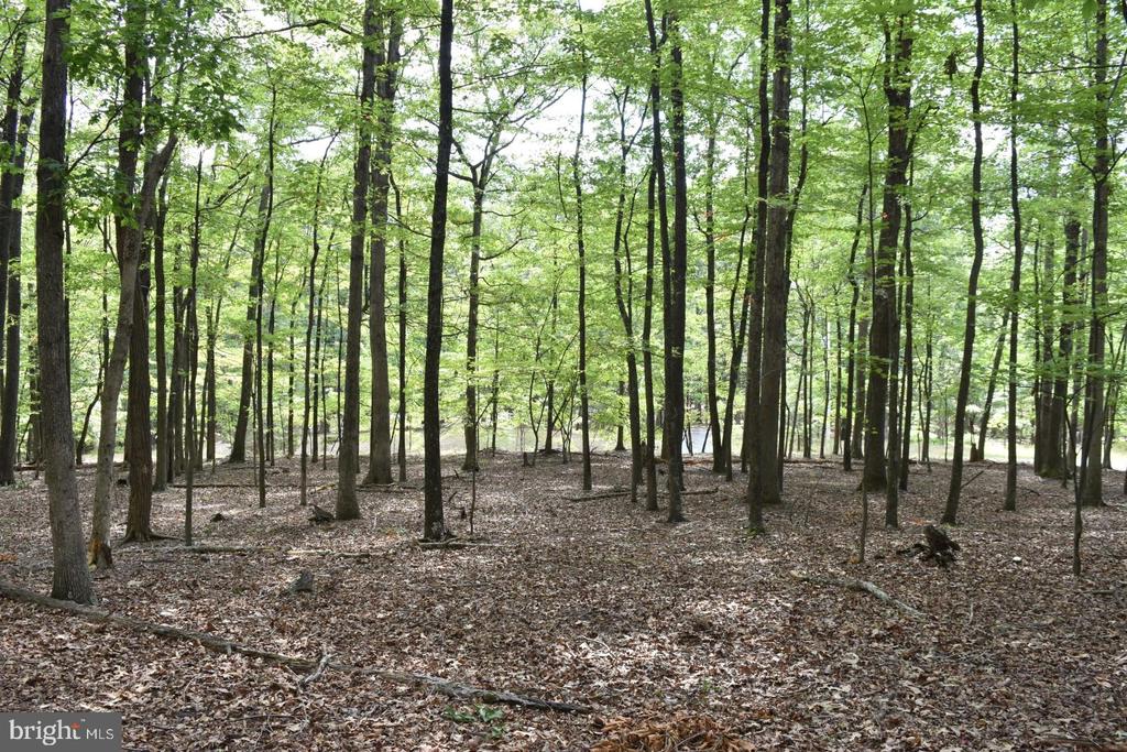 Honey Locust Ln