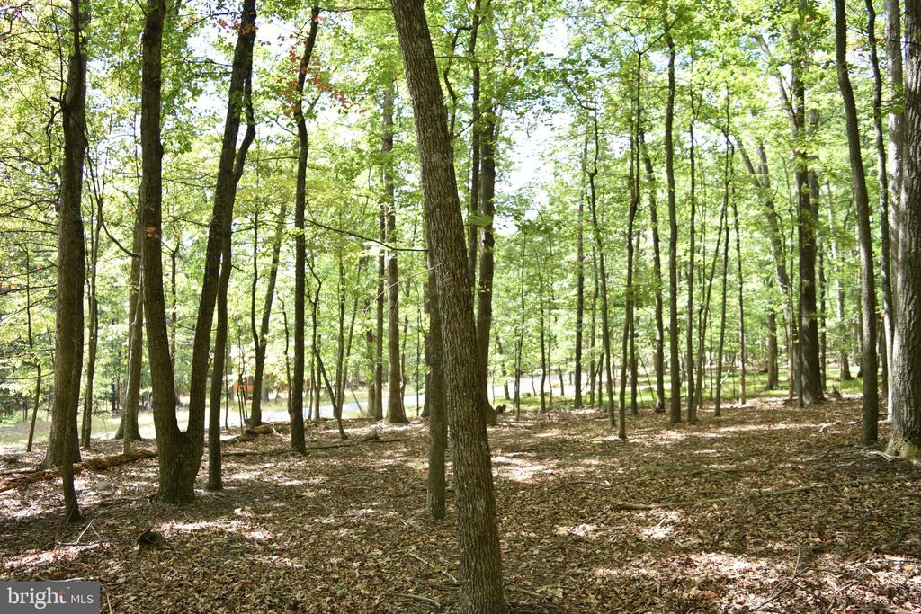 Honey Locust Ln