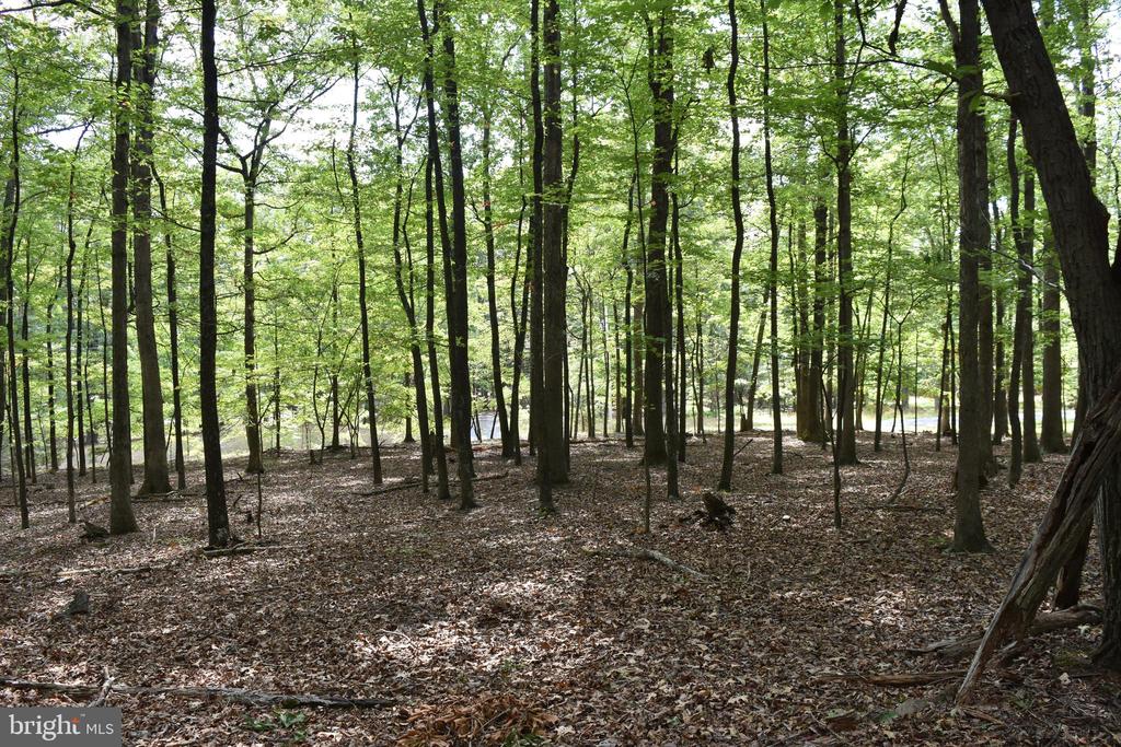 Honey Locust Ln