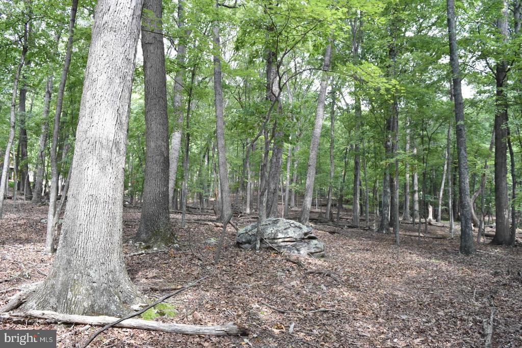 Honey Locust Ln