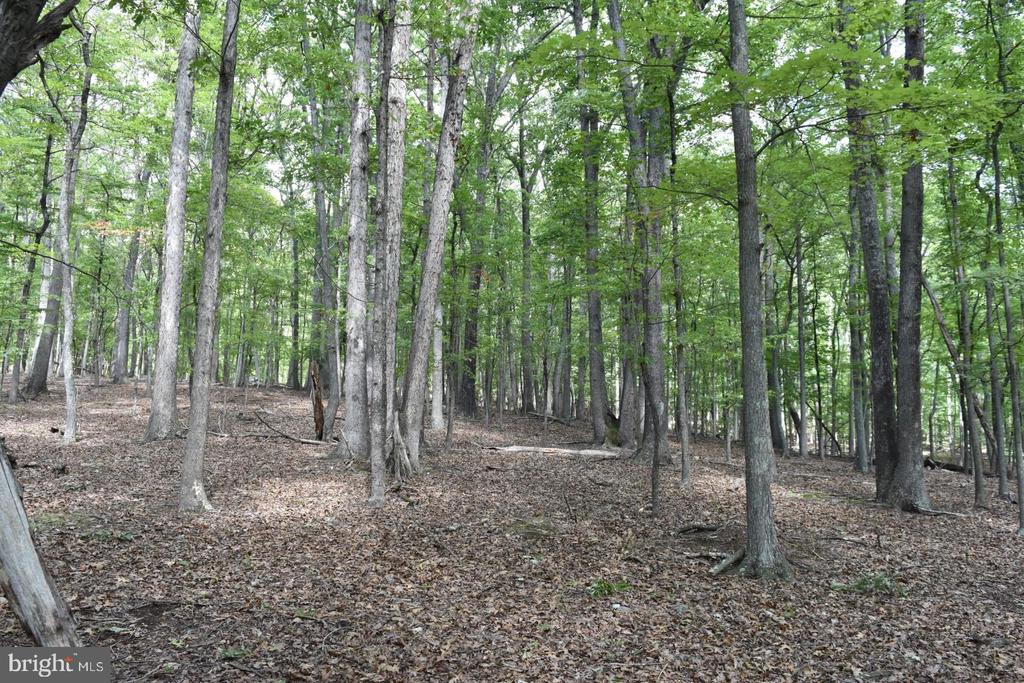 Honey Locust Ln