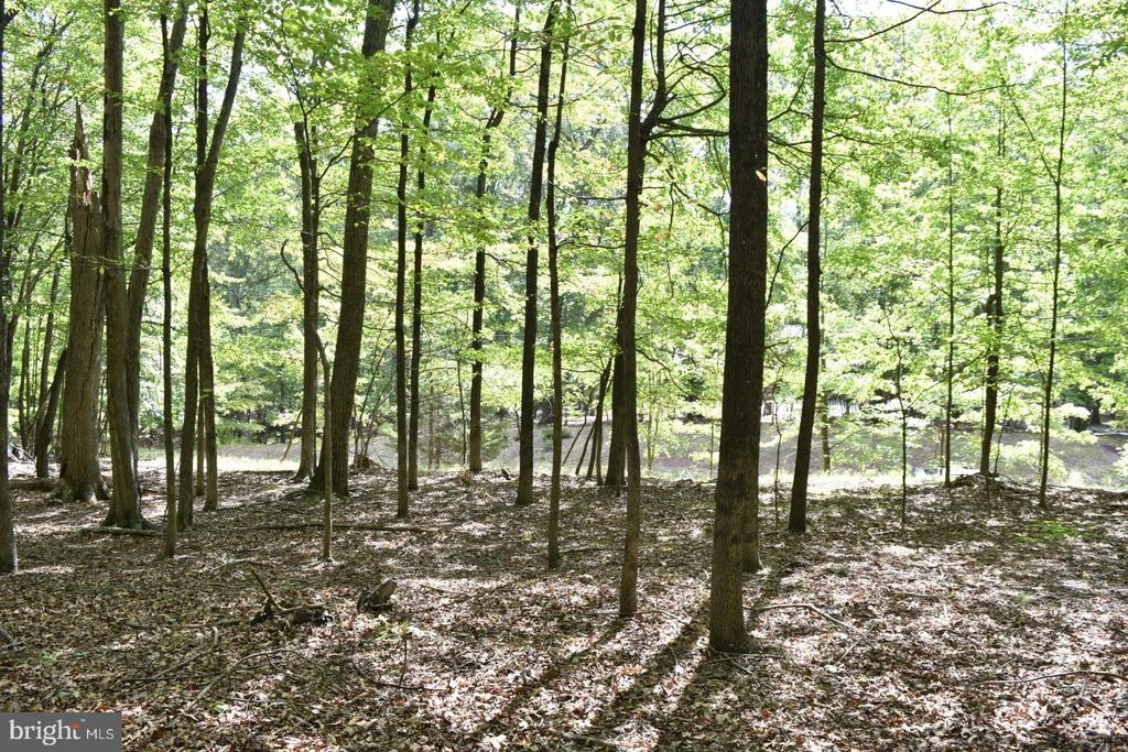 Honey Locust Ln