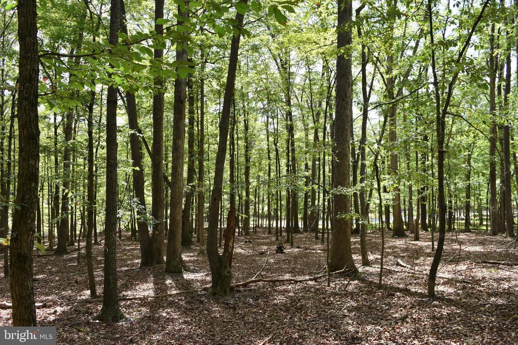 Honey Locust Ln