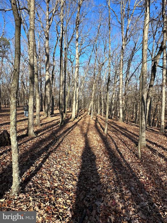 Pioneer Trail