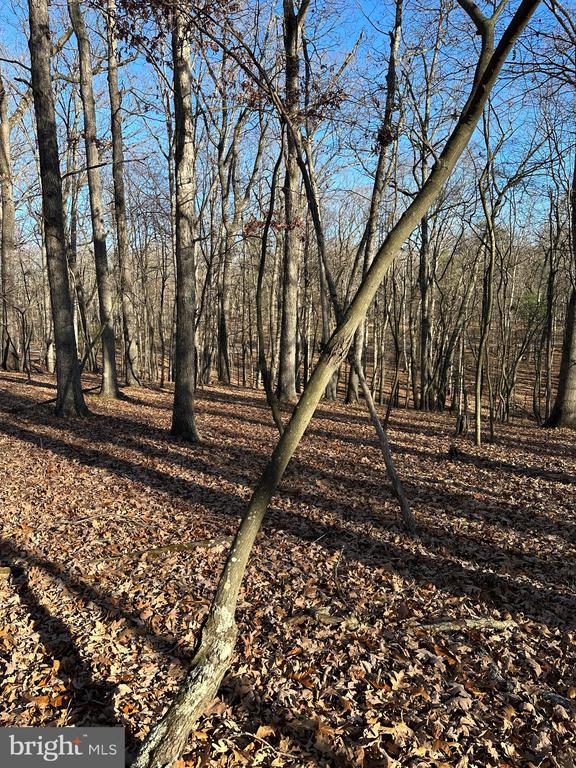 Pioneer Trail