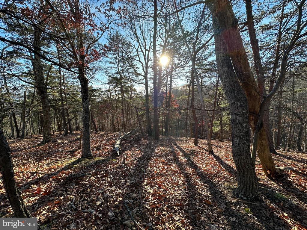 Pioneer Trail
