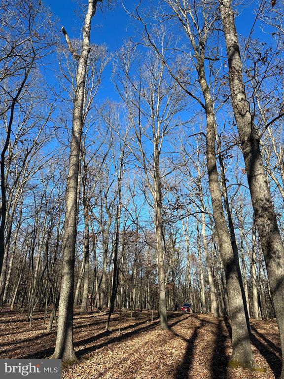 Pioneer Trail