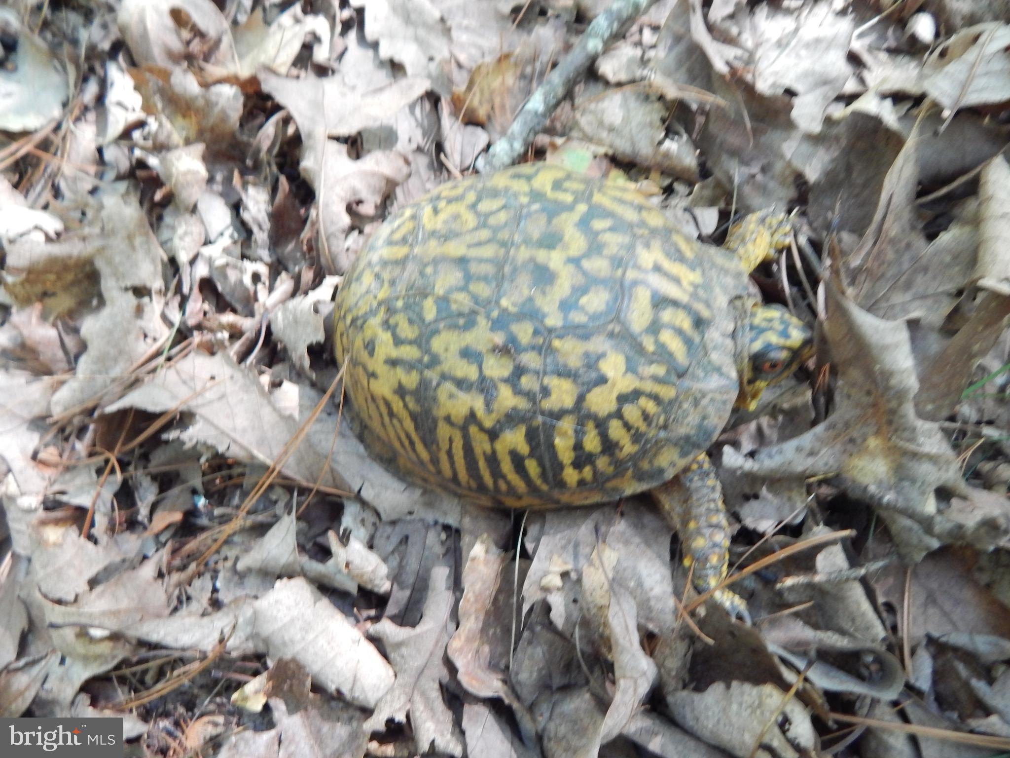 Sideling Mountain Trl