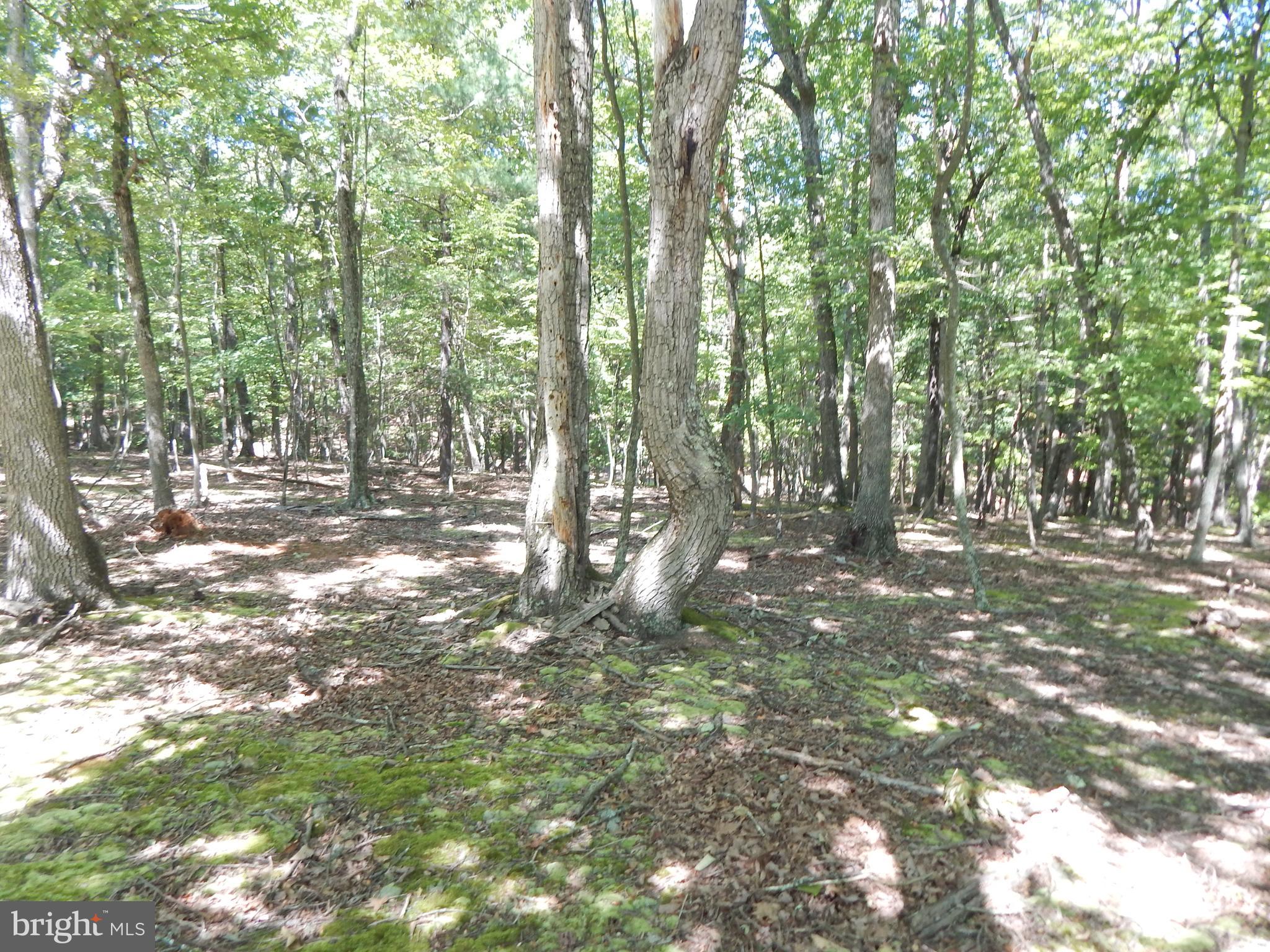 Sideling Mountain Trl