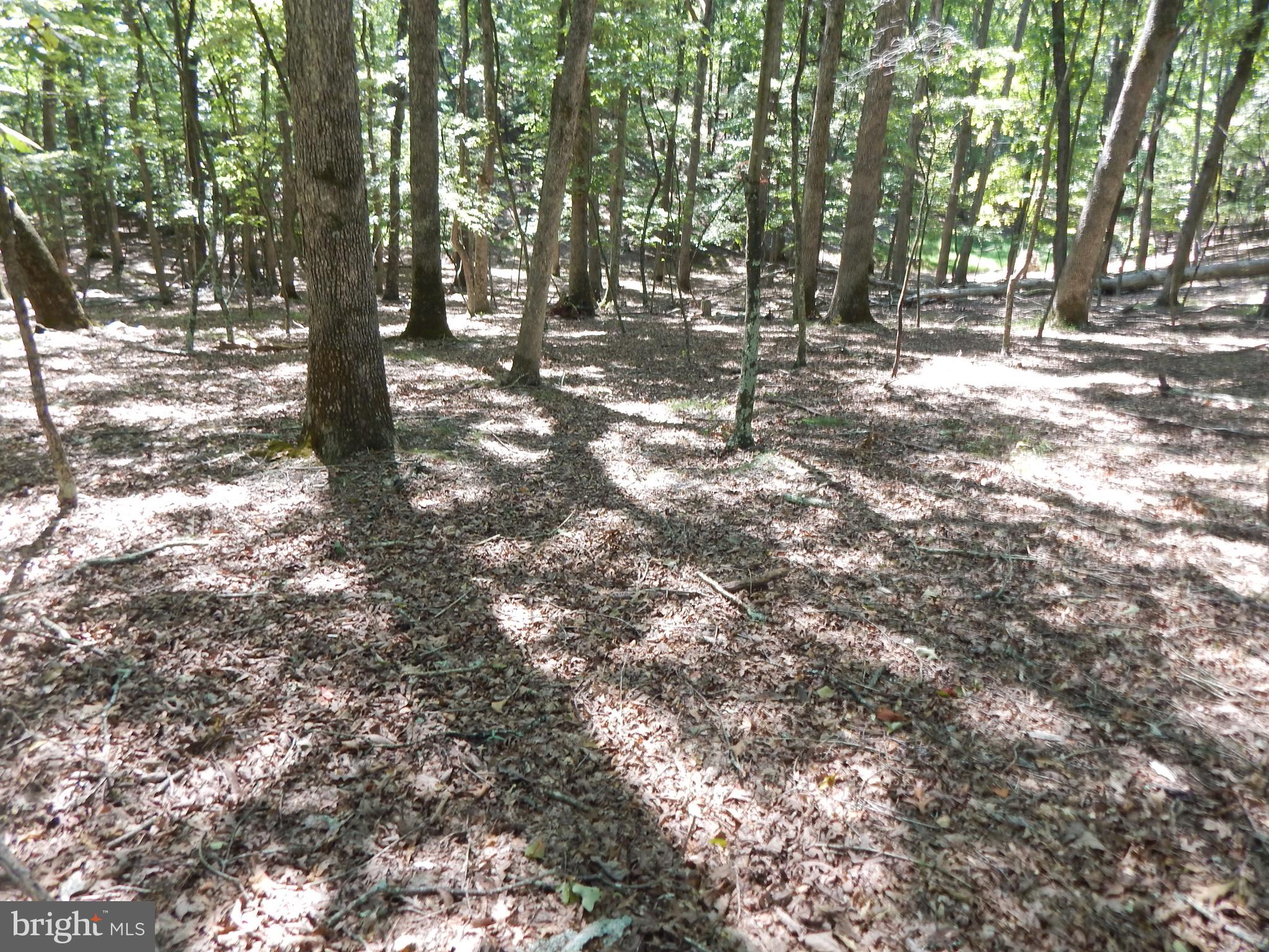 Sideling Mountain Trl