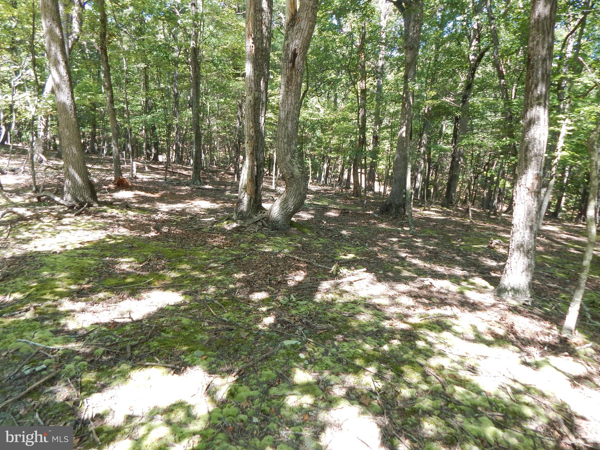 Sideling Mountain Trl