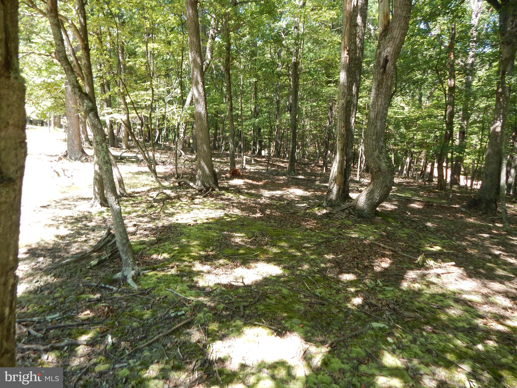 Sideling Mountain Trl