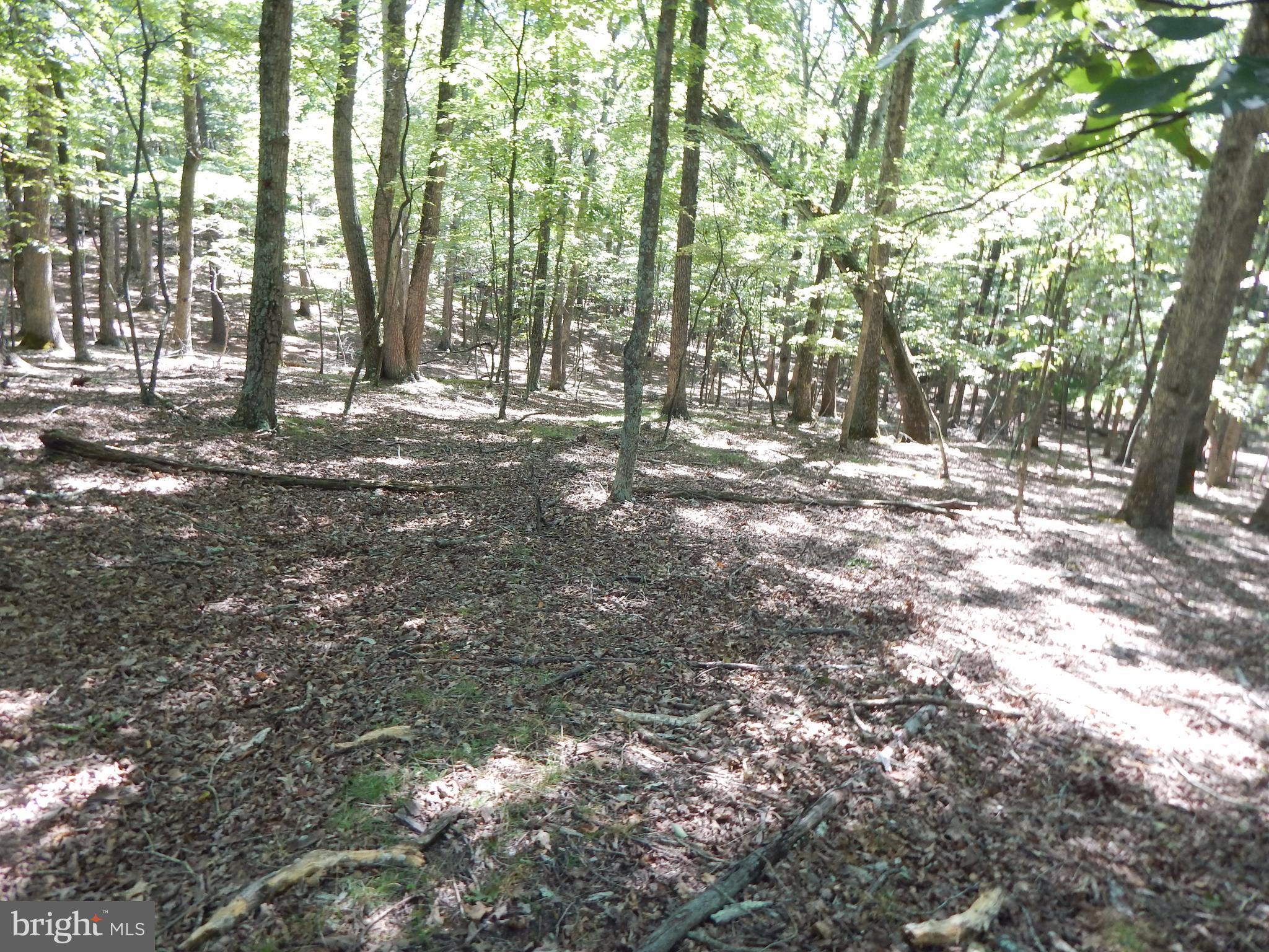 Sideling Mountain Trl