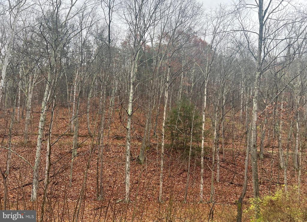 Cacapon Road