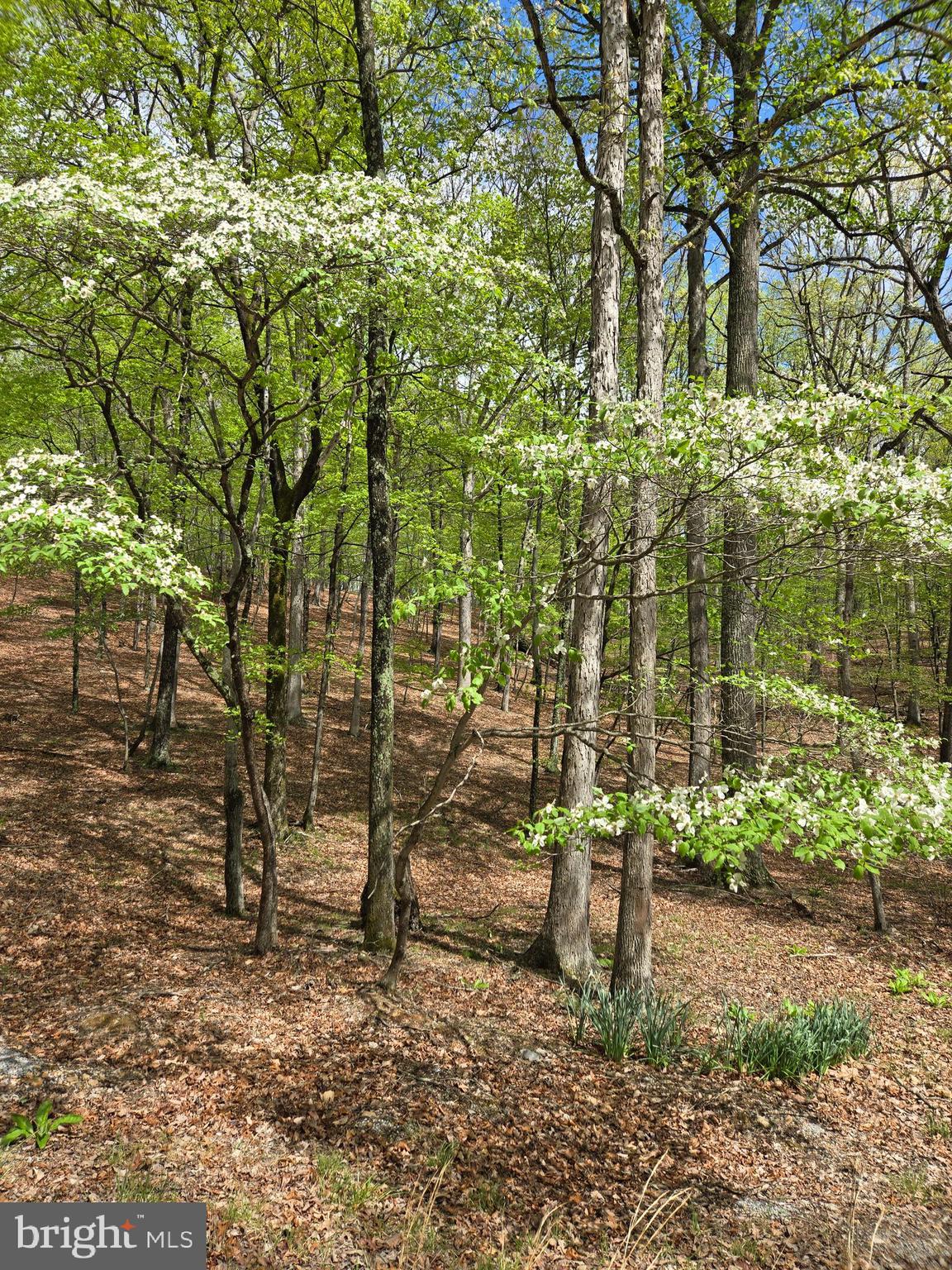 Pioneer Trail