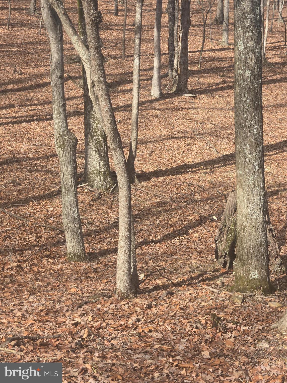 Pioneer Trail