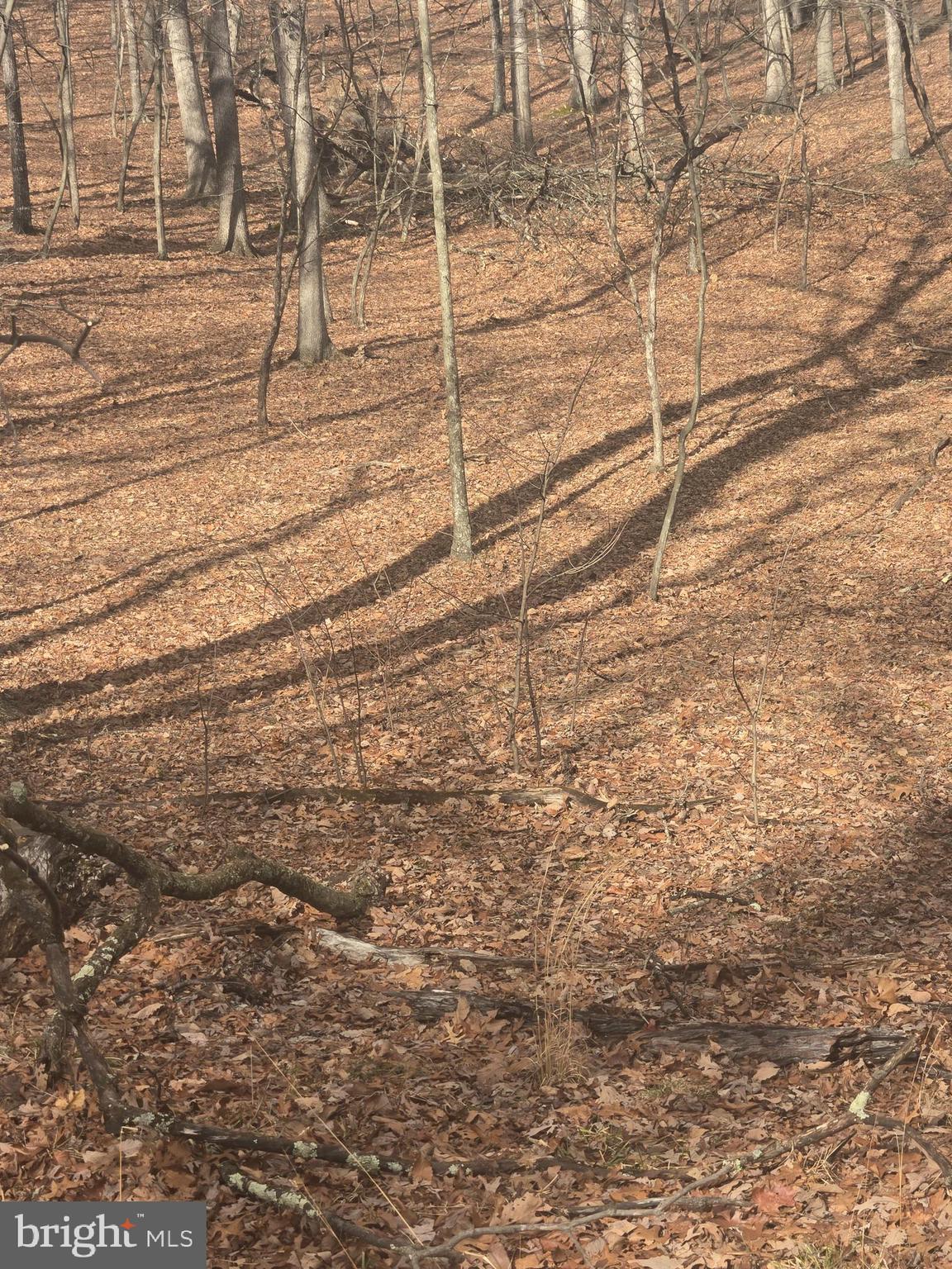 Pioneer Trail