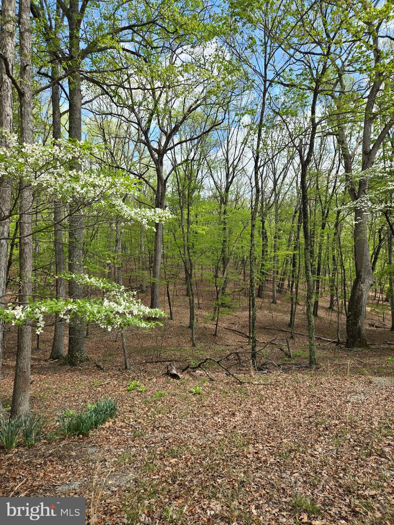 Pioneer Trail