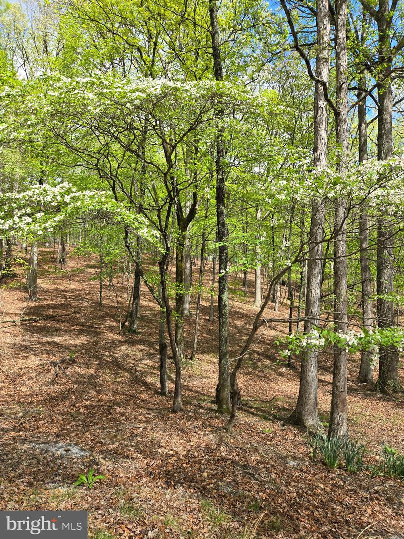 Pioneer Trail