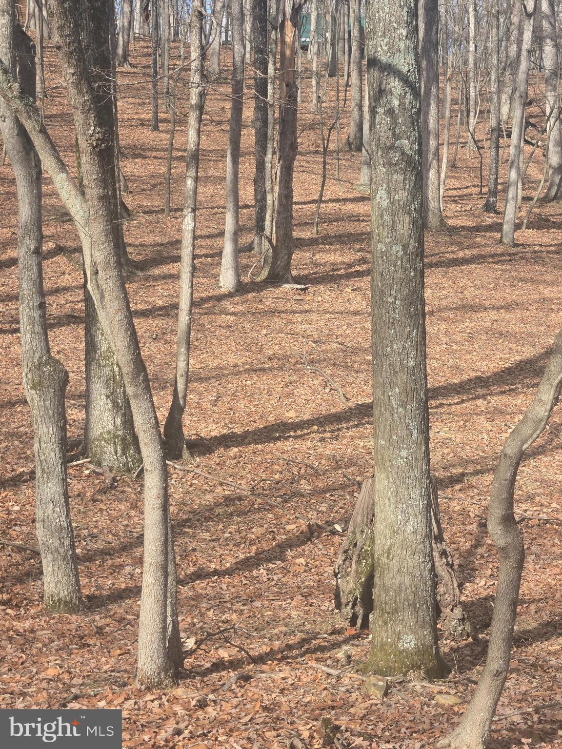 Pioneer Trail