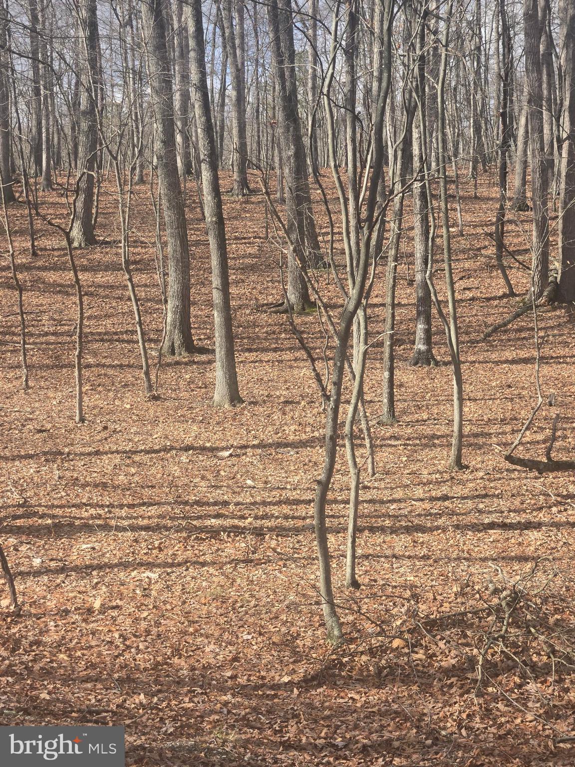 Pioneer Trail