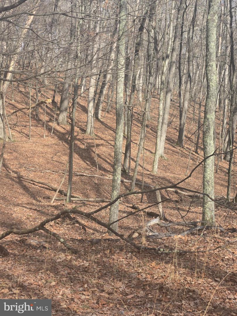Pioneer Trail